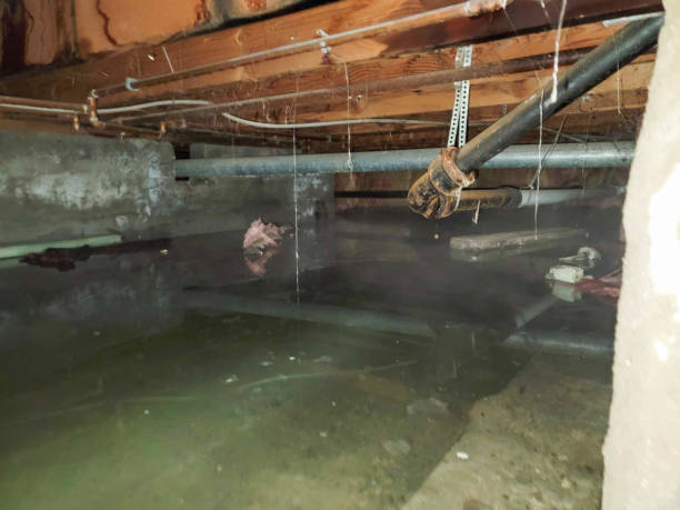 Best Carpet water damage restoration  in Bassett, VA